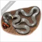 Ring-Necked Snake stock art drawing