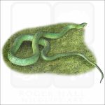 Smooth Green Snake illustration