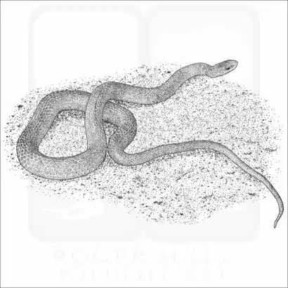Smooth Greensnake black and white drawing