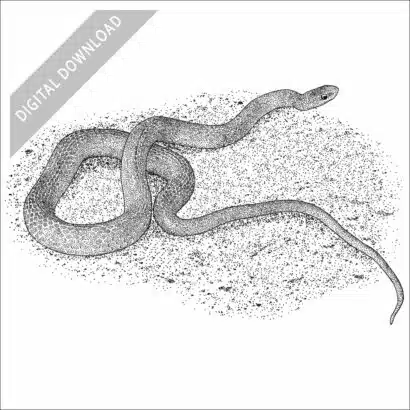 Smooth Greensnake black and white stock image