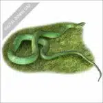 Smooth Green Snake stock image