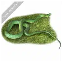 Smooth Green Snake stock image