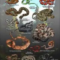 Poster design featuring all species of snake native to Connecticut