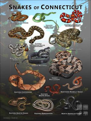 Poster design featuring all species of snake native to Connecticut