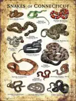 Poster design featuring all species of snake native to Connecticut