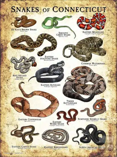 Poster design featuring all species of snake native to Connecticut