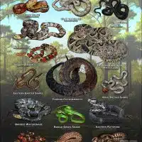 Poster design featuring various species of snake native to Florida