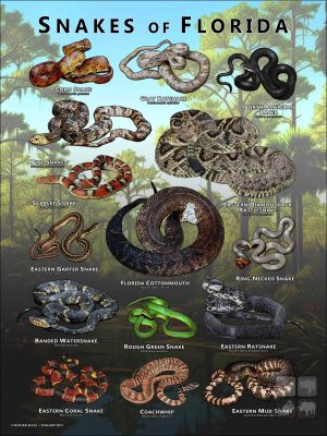 Poster design featuring various species of snake native to Florida