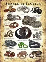 Poster design featuring various species of snake native to Florida