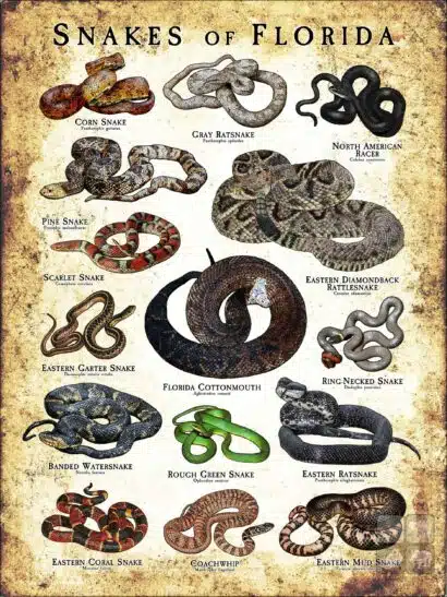 Poster design featuring various species of snake native to Florida