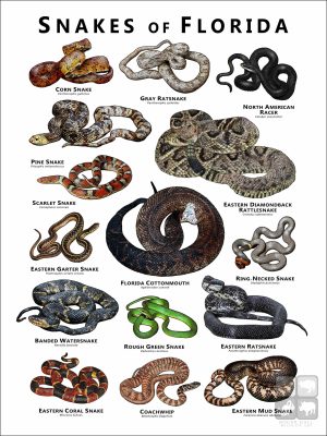 Poster design featuring various species of snake native to Florida