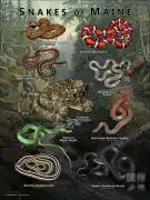 Poster design featuring all species of snake native to Maine