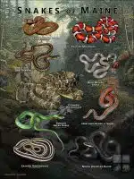 Poster design featuring all species of snake native to Maine