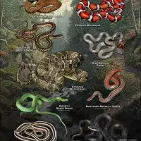 Poster design featuring all species of snake native to Maine