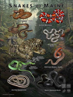 Poster design featuring all species of snake native to Maine