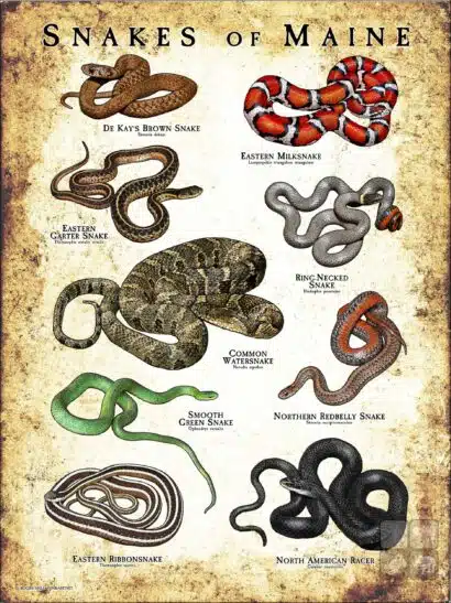 Poster design featuring all species of snake native to Maine