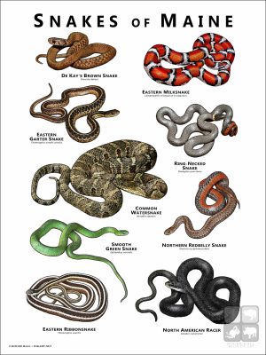 Poster design featuring all species of snake native to Maine