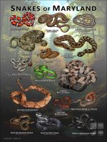 Poster design featuring various species of snake native to Maryland