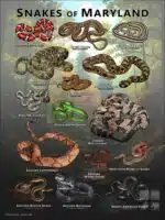 Poster design featuring various species of snake native to Maryland