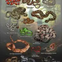 Poster design featuring various species of snake native to Maryland