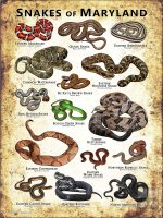 Poster design featuring various species of snake native to Maryland