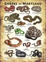 Poster design featuring various species of snake native to Maryland