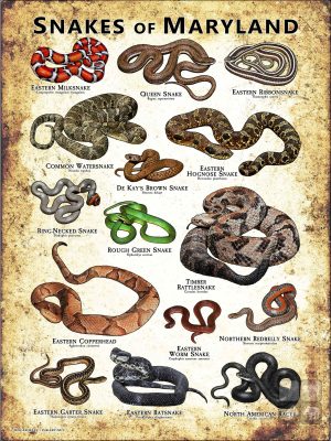 Poster design featuring various species of snake native to Maryland