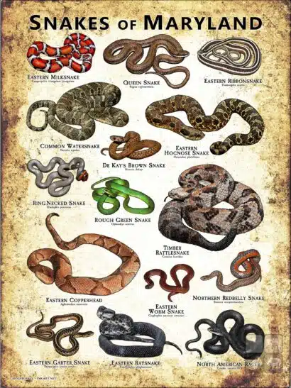 Poster design featuring various species of snake native to Maryland