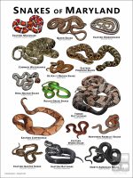 Poster design featuring various species of snake native to Maryland