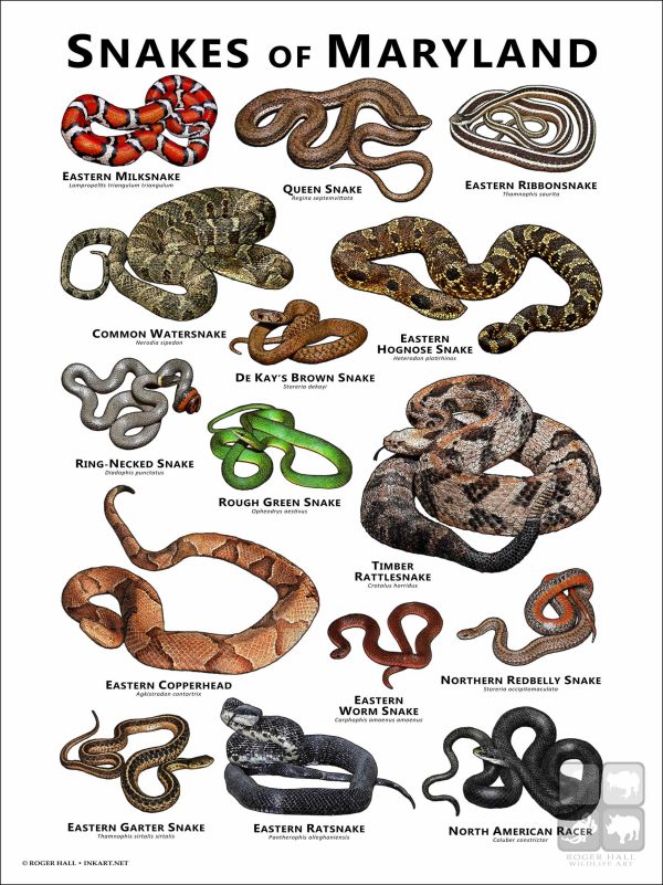 Poster design featuring various species of snake native to Maryland