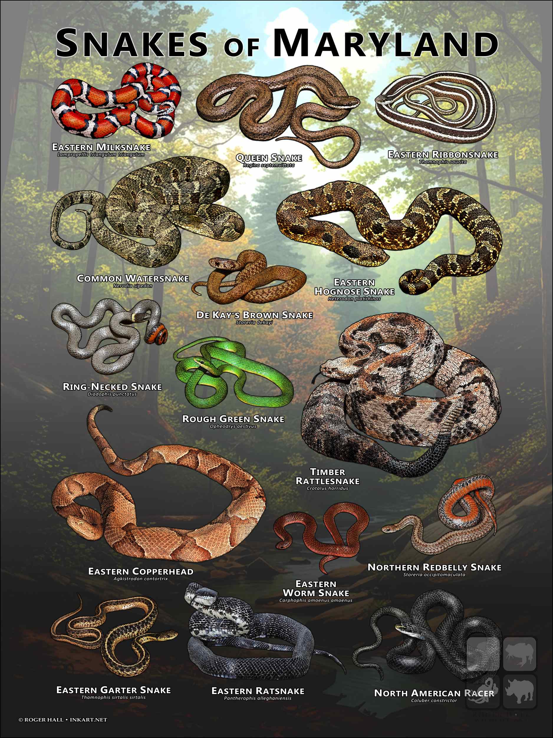 Snakes of Maryland Poster design featuring various species of snake native to Maryland