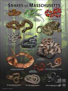 Poster design featuring all species of snake native to Massachusetts