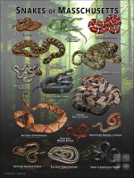 Poster design featuring all species of snake native to Massachusetts