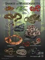 Poster design featuring all species of snake native to Massachusetts