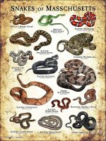 Poster design featuring all species of snake native to Massachusetts