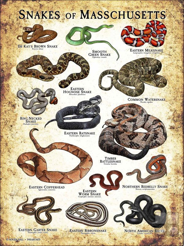 Poster design featuring all species of snake native to Massachusetts