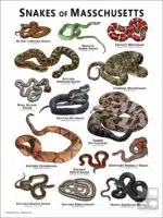 Poster design featuring all species of snake native to Massachusetts