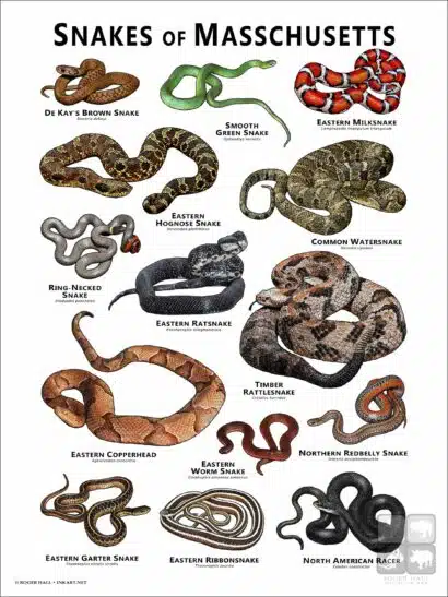 Poster design featuring all species of snake native to Massachusetts