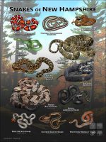 Poster design featuring all species of snake native to New Hampshire