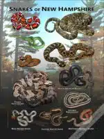 Poster design featuring all species of snake native to New Hampshire