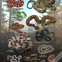 Poster design featuring all species of snake native to New Hampshire