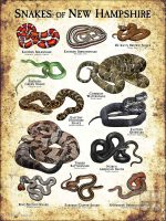 Poster design featuring all species of snake native to New Hampshire