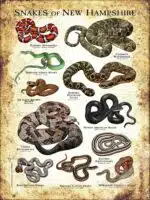 Snakes of New Hampshire Poster Print - Image 3