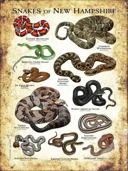Snakes of New Hampshire Poster Print - Image 3