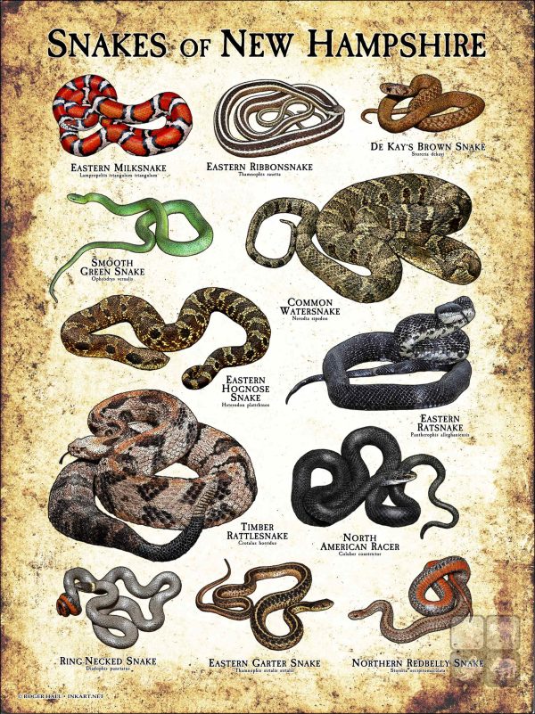 Poster design featuring all species of snake native to New Hampshire