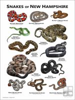 Poster design featuring all species of snake native to New Hampshire