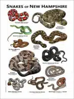 Snakes of New Hampshire Poster Print - Image 2