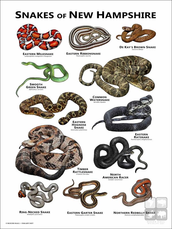 Poster design featuring all species of snake native to New Hampshire