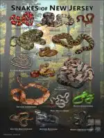 Poster design featuring various species of snake native to New Jersey