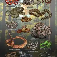 Poster design featuring various species of snake native to New Jersey